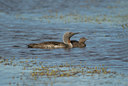 BUITEN BEELD Foto: 7054
