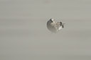 BUITEN BEELD Foto: 7174