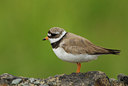 BUITEN BEELD Foto: 7438