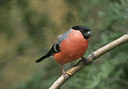 BUITEN BEELD Foto: 7684