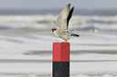 BUITEN BEELD Foto: 7738