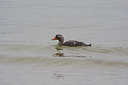 BUITEN BEELD Foto: 7743