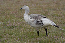 BUITEN BEELD Foto: 7775