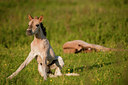 BUITEN BEELD Foto: 79018