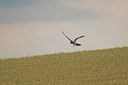 BUITEN BEELD Foto: 79137