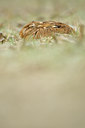 BUITEN BEELD Foto: 79187