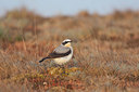 BUITEN BEELD Foto: 79217