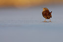 BUITEN BEELD Foto: 79316