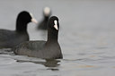 BUITEN BEELD Foto: 79323