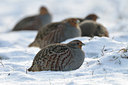 BUITEN BEELD Foto: 79356