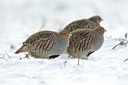 BUITEN BEELD Foto: 79360