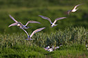 BUITEN BEELD Foto: 79402