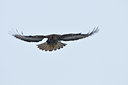 BUITEN BEELD Foto: 79425