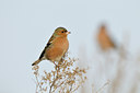 BUITEN BEELD Foto: 79430