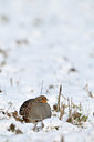 BUITEN BEELD Foto: 79434
