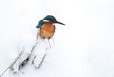 BUITEN BEELD Foto: 79437