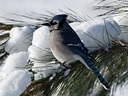 BUITEN BEELD Foto: 79447