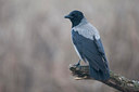 BUITEN BEELD Foto: 79455