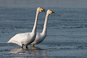 BUITEN BEELD Foto: 79485
