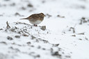 BUITEN BEELD Foto: 79597