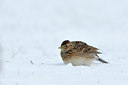 BUITEN BEELD Foto: 79602