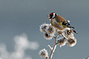 BUITEN BEELD Foto: 79616