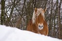 BUITEN BEELD Foto: 79658