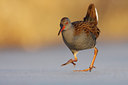 BUITEN BEELD Foto: 79753