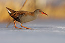 BUITEN BEELD Foto: 79763