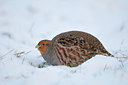 BUITEN BEELD Foto: 79769