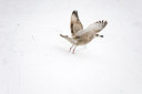 BUITEN BEELD Foto: 79839