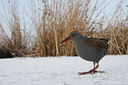 BUITEN BEELD Foto: 79847