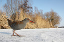 BUITEN BEELD Foto: 79849