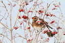 BUITEN BEELD Foto: 79858