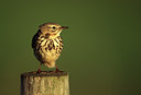 BUITEN BEELD Foto: 79908