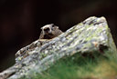 BUITEN BEELD Foto: 79945