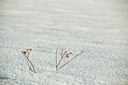 BUITEN BEELD Foto: 79984