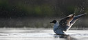 BUITEN BEELD Foto: 80071