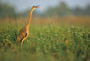 BUITEN BEELD Foto: 80072