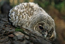 BUITEN BEELD Foto: 80076