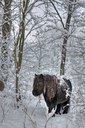 BUITEN BEELD Foto: 80094