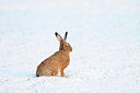 BUITEN BEELD Foto: 80124