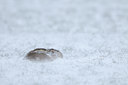 BUITEN BEELD Foto: 80135