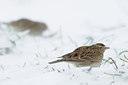 BUITEN BEELD Foto: 80143