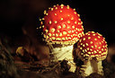 BUITEN BEELD Foto: 80147
