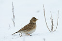 BUITEN BEELD Foto: 80151
