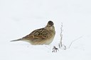 BUITEN BEELD Foto: 80152