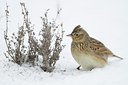 BUITEN BEELD Foto: 80154