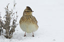 BUITEN BEELD Foto: 80155