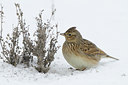 BUITEN BEELD Foto: 80156